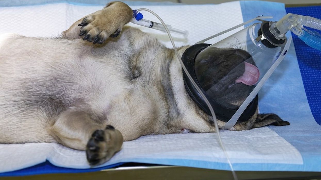 Dogs shouldn’t have to die for new medications