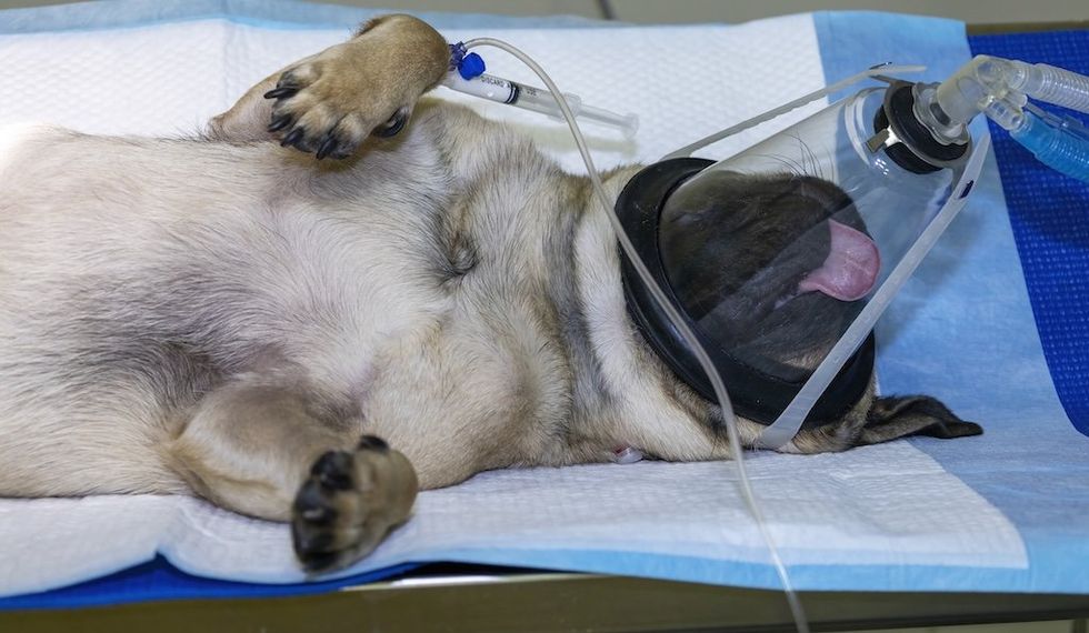 Dogs shouldn’t have to die for new medications