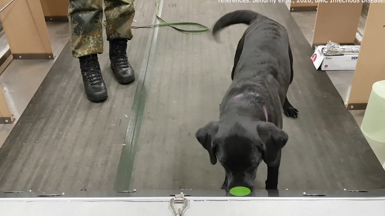 Dogs trained to sniff out COVID-19 infections did so with 94% accuracy in a recent study