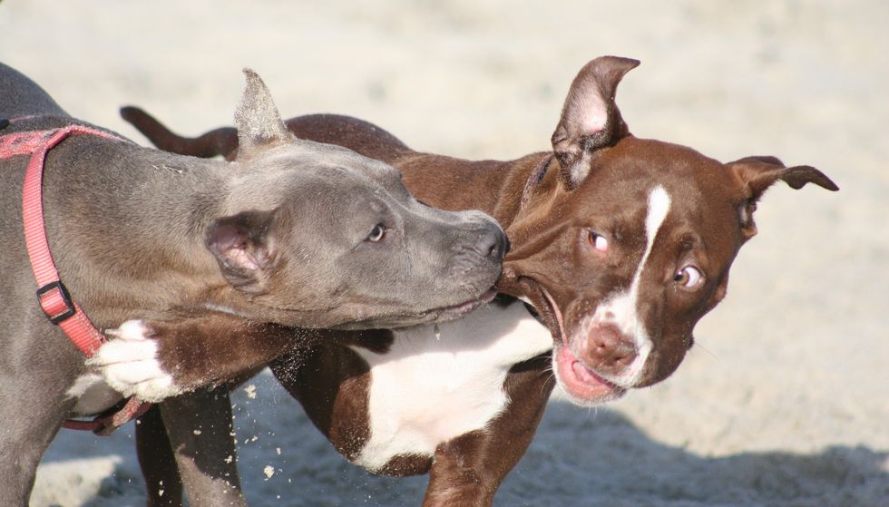 Drug raid turns bloody after pit bulls maul officers, police bodycam video shows
