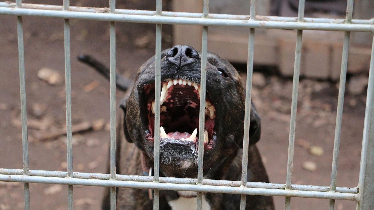 Elderly woman mauled to death by own pit bull, husband and cops injured in attack: 'The heart and soul of our family is gone'