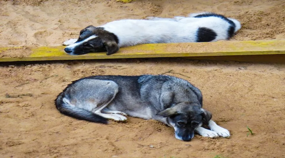 Elderly woman who ran dog rescue is charged with dozens of felonies in largest animal cruelty case in Ohio state history