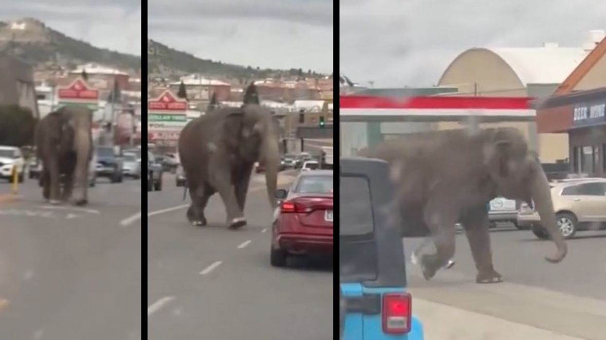 Elephant escapes the circus and takes a thunderous tour of a Montana city