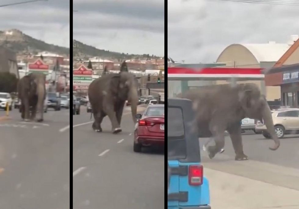 Elephant escapes the circus and takes a thunderous tour of a Montana city