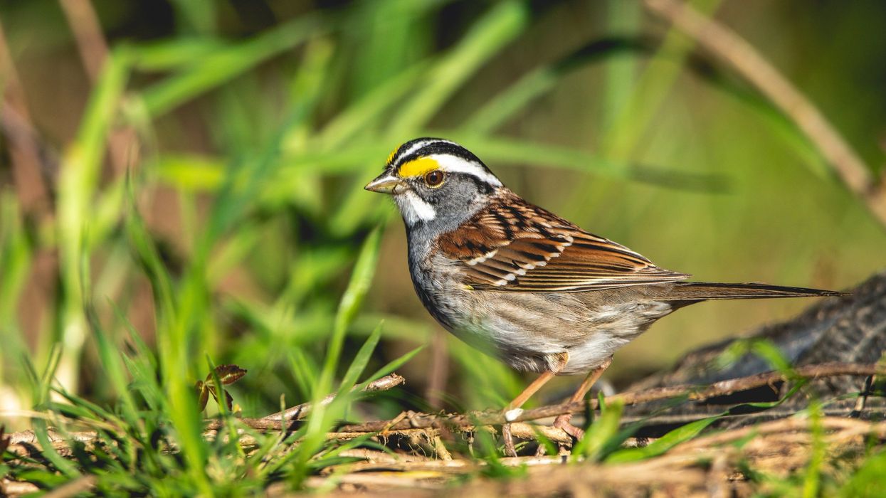 Evolutionary biologist shuts down science magazine editor for using a bird to push far-left gender narrative