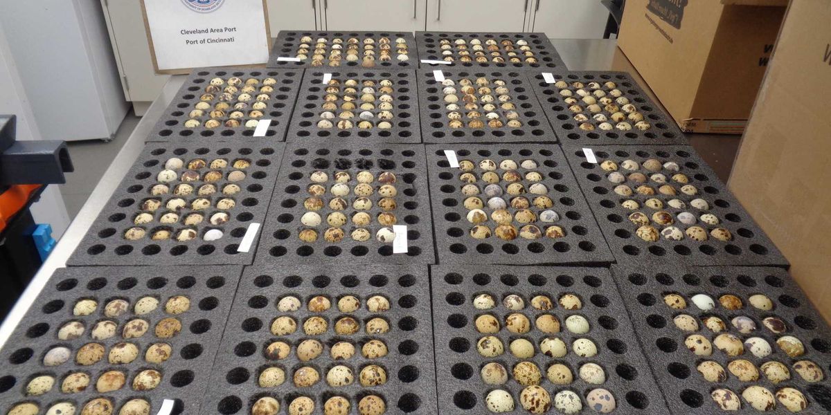 Exclusive: CBP stops 300+ hatching eggs at the border — possibly preventing bird flu outbreak