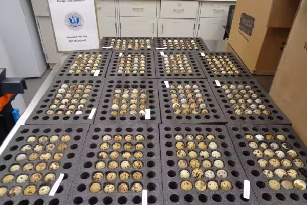 Exclusive: CBP stops 300+ hatching eggs at the border — possibly preventing bird flu outbreak