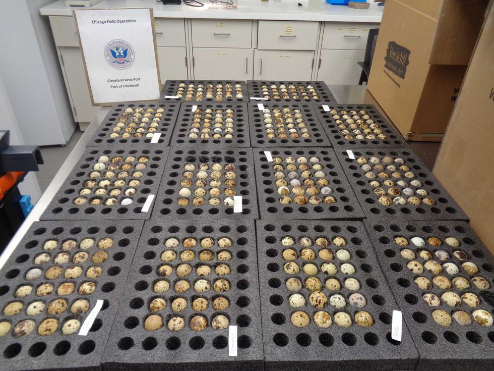 Exclusive: CBP stops 300+ hatching eggs at the border — possibly preventing bird flu outbreak