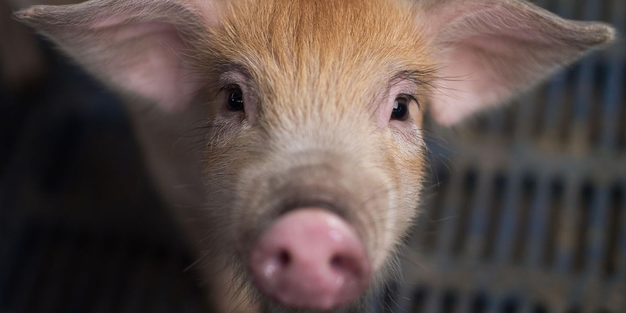 Pig used in historic human heart transplant was infected with virus