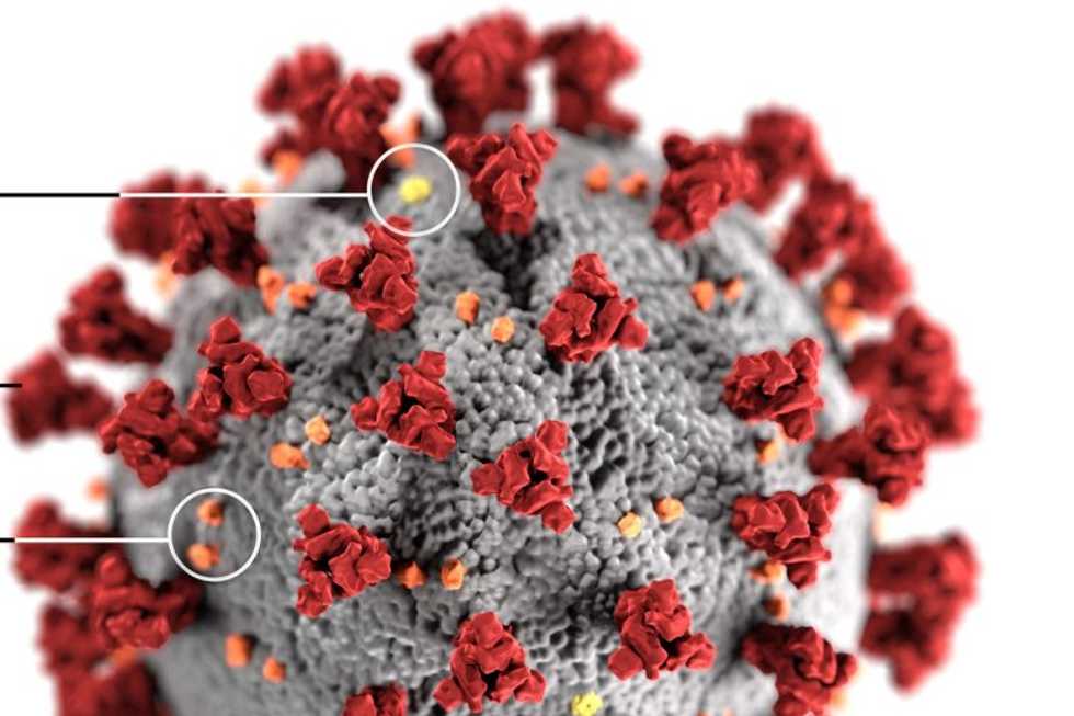 Researchers identify enzyme that helps COVID-19 evade immune system