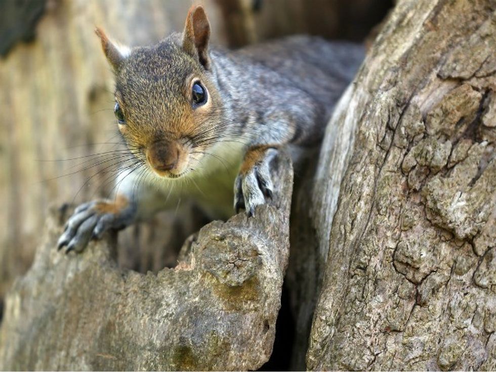 Squirrel in Colorado Tests Positive for Bubonic Plague