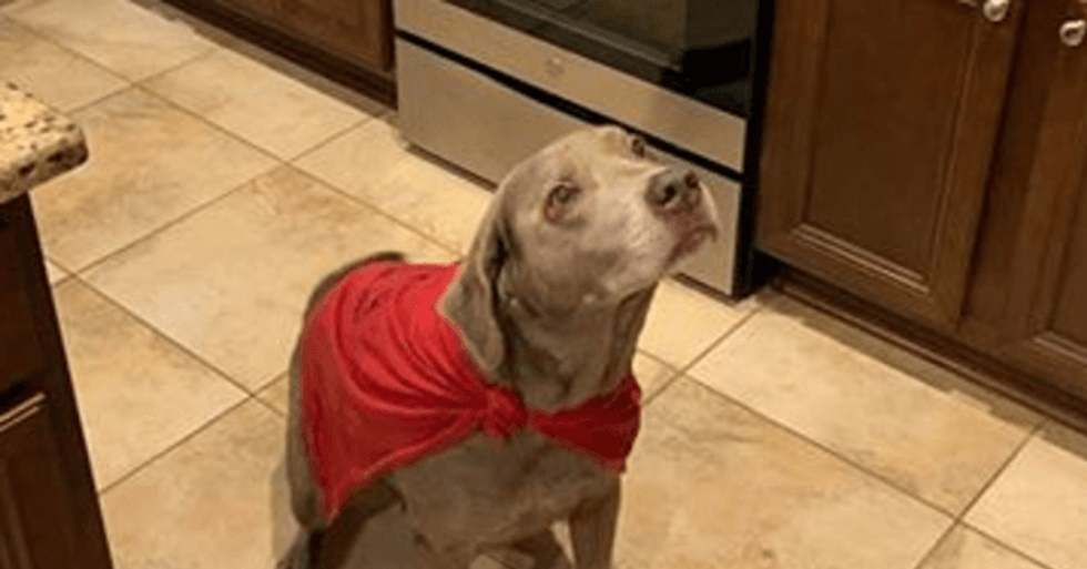 Dog Alerts Family to House Fire Before Smoke Detectors: 'He Is Our Hero!'