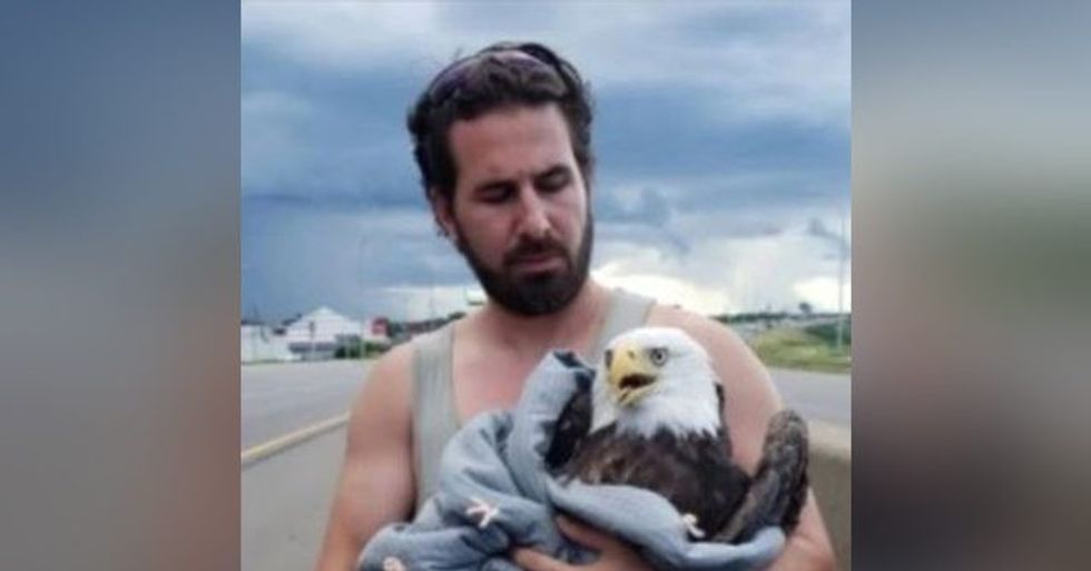 Minnesota Man Rescues Injured Bald Eagle on Interstate Highway