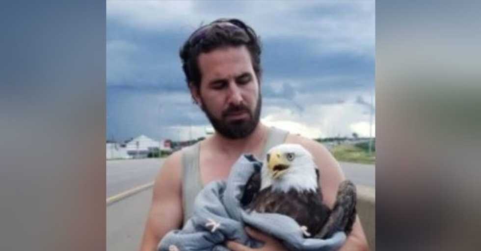 Minnesota Man Rescues Injured Bald Eagle on Interstate Highway