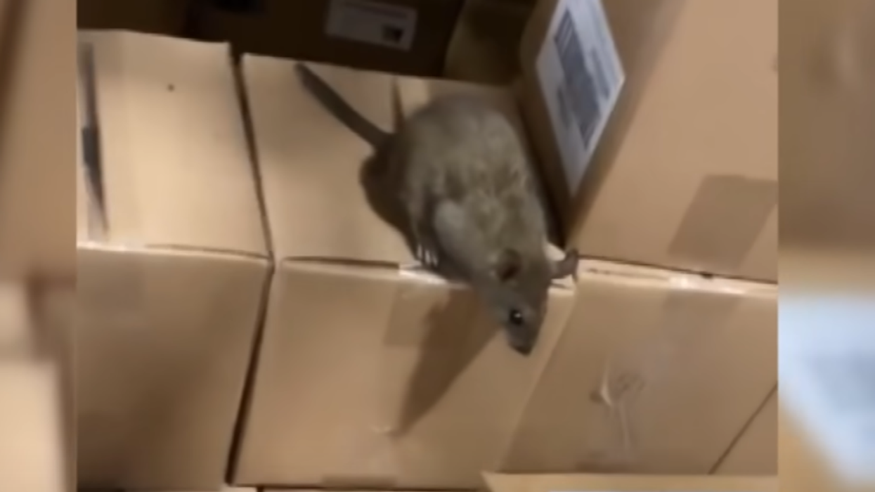 Family Dollar pleads guilty to holding consumer products in 'rodent-infested warehouse' in Arkansas