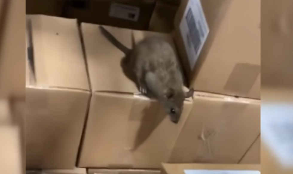 Family Dollar pleads guilty to holding consumer products in 'rodent-infested warehouse' in Arkansas