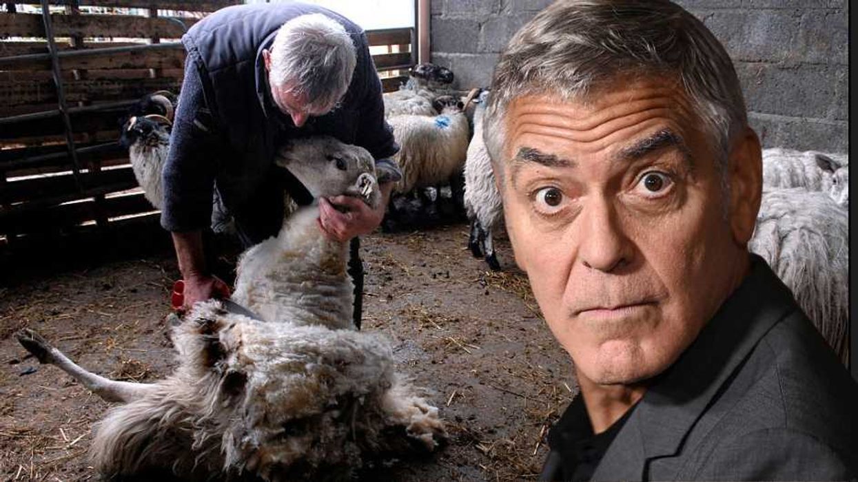 'Farmer' George Clooney wouldn't last a minute with my family's sheep