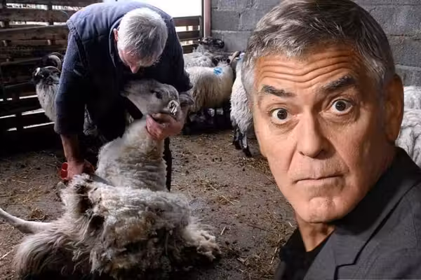'Farmer' George Clooney wouldn't last a minute with my family's sheep