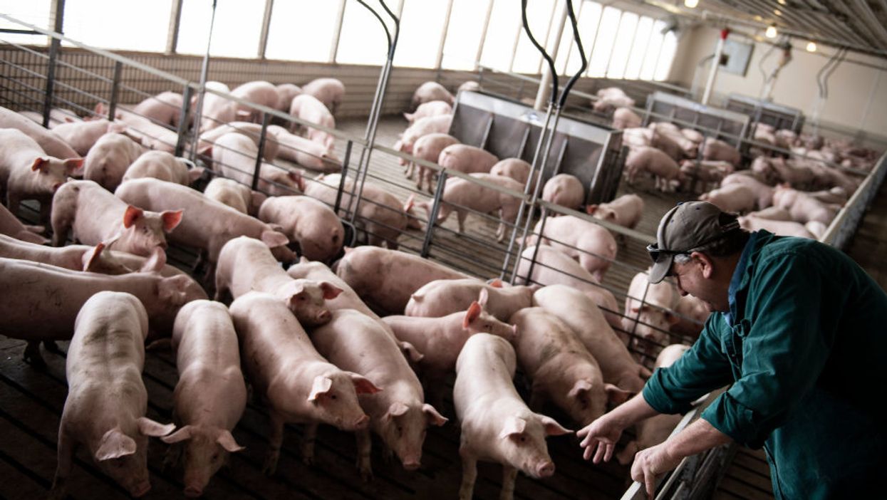 Farmers forced to kill hundreds of thousands of pigs as meat packing plants across the country close