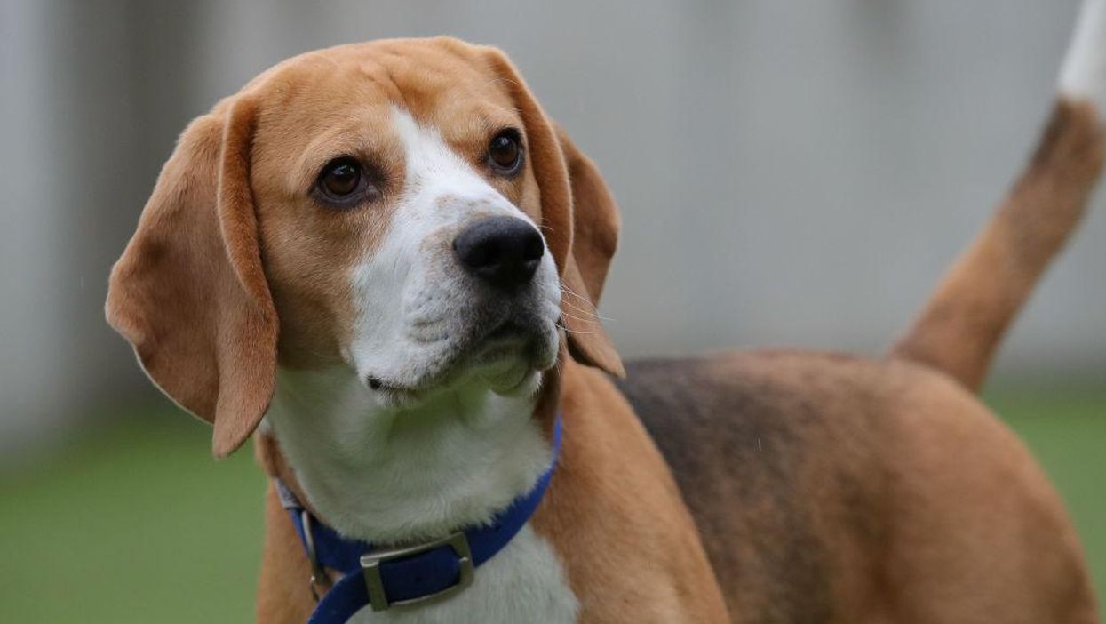 Fauci-led agency spent over $400,000 in taxpayer money on 'deadly and unnecessary' experiments on dogs: Watchdog report