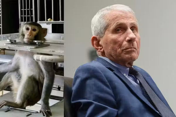 Fauci's agency backed an experiment aerosolizing lethal Ebola — then he panicked about what it exposed about vaccination