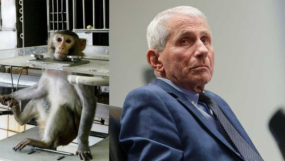 Fauci's agency backed an experiment aerosolizing lethal Ebola — then he panicked about what it exposed about vaccination