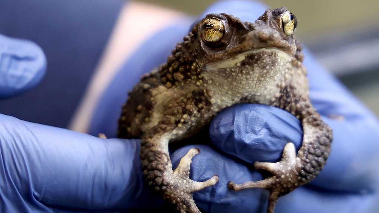FDA gives therapy OK to trendy toad-inspired toxin, paving the way for mass-market hallucinogenic nasal spray