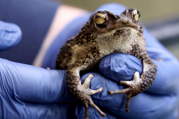 FDA gives therapy OK to trendy toad-inspired toxin, paving the way for mass-market hallucinogenic nasal spray