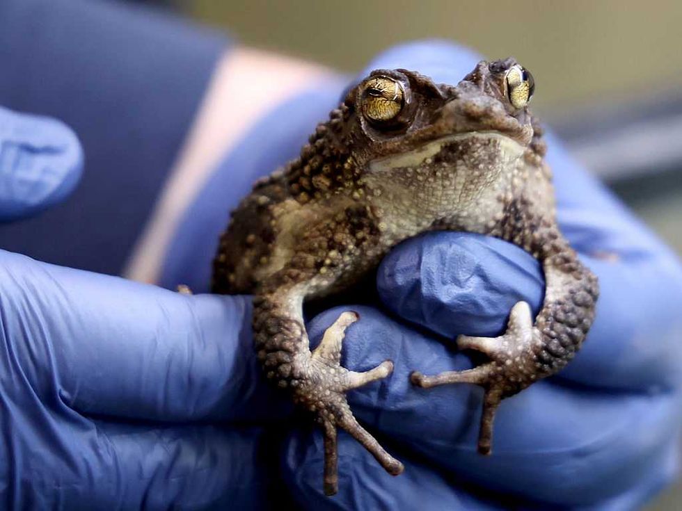 FDA gives therapy OK to trendy toad-inspired toxin, paving the way for mass-market hallucinogenic nasal spray
