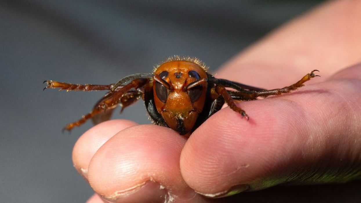 First 'murder hornet' nest of 2021 located in Washington state
