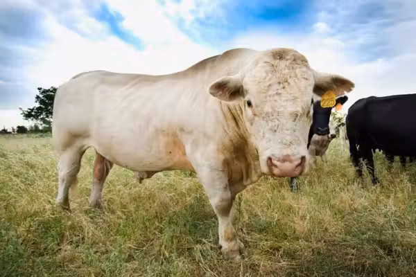 Flesh-eating parasite found in Texas cattle has USDA on high alert