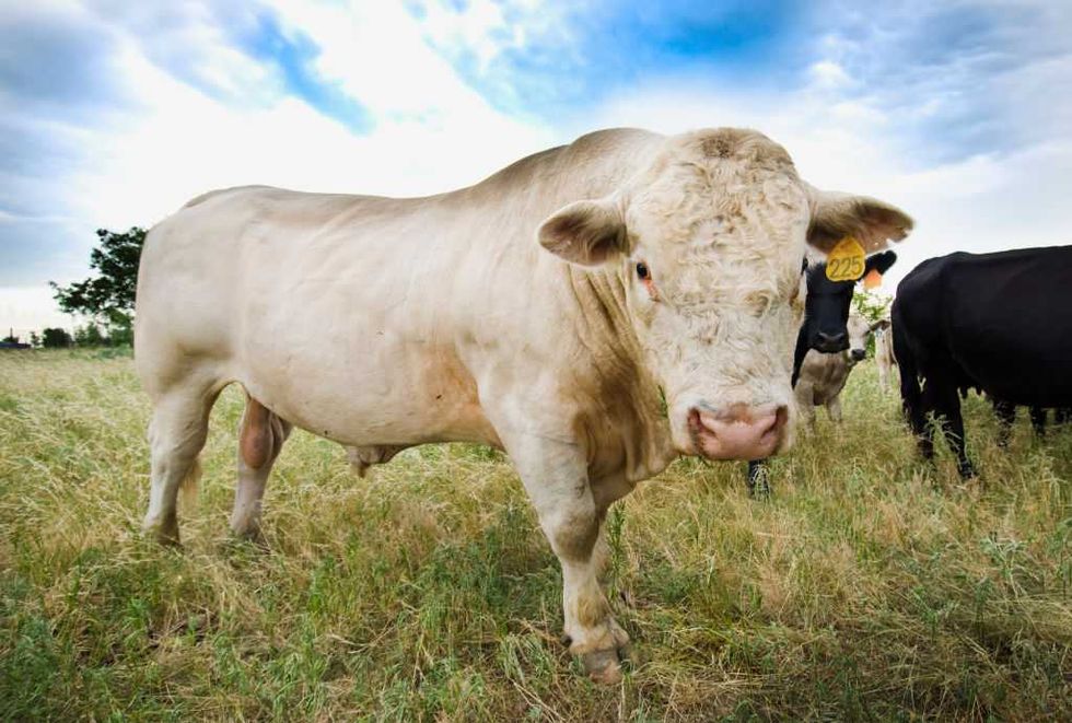 Flesh-eating parasite found in Texas cattle has USDA on high alert