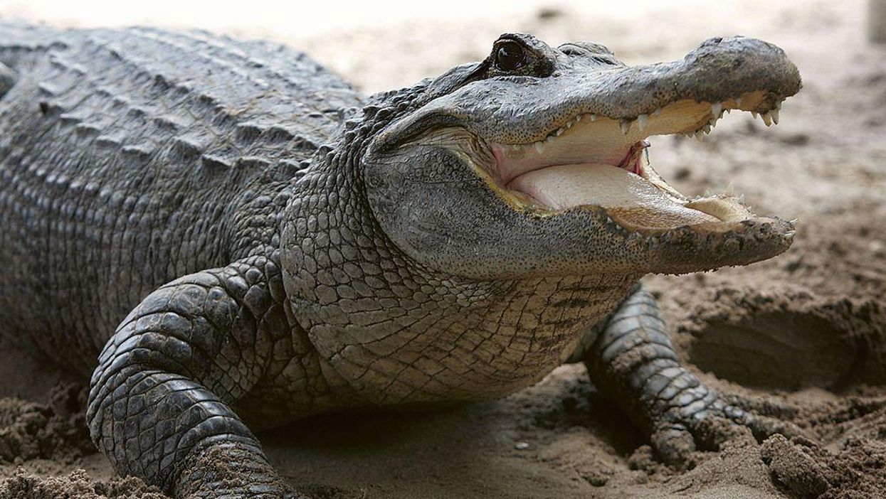 Florida driver killed in freak accident with 11-foot alligator