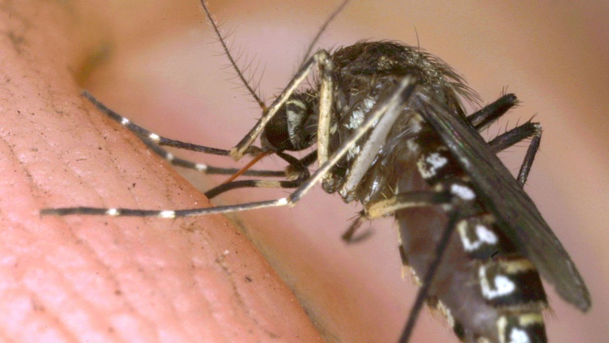 Florida government to release 750 million genetically engineered mosquitoes in unique experiment
