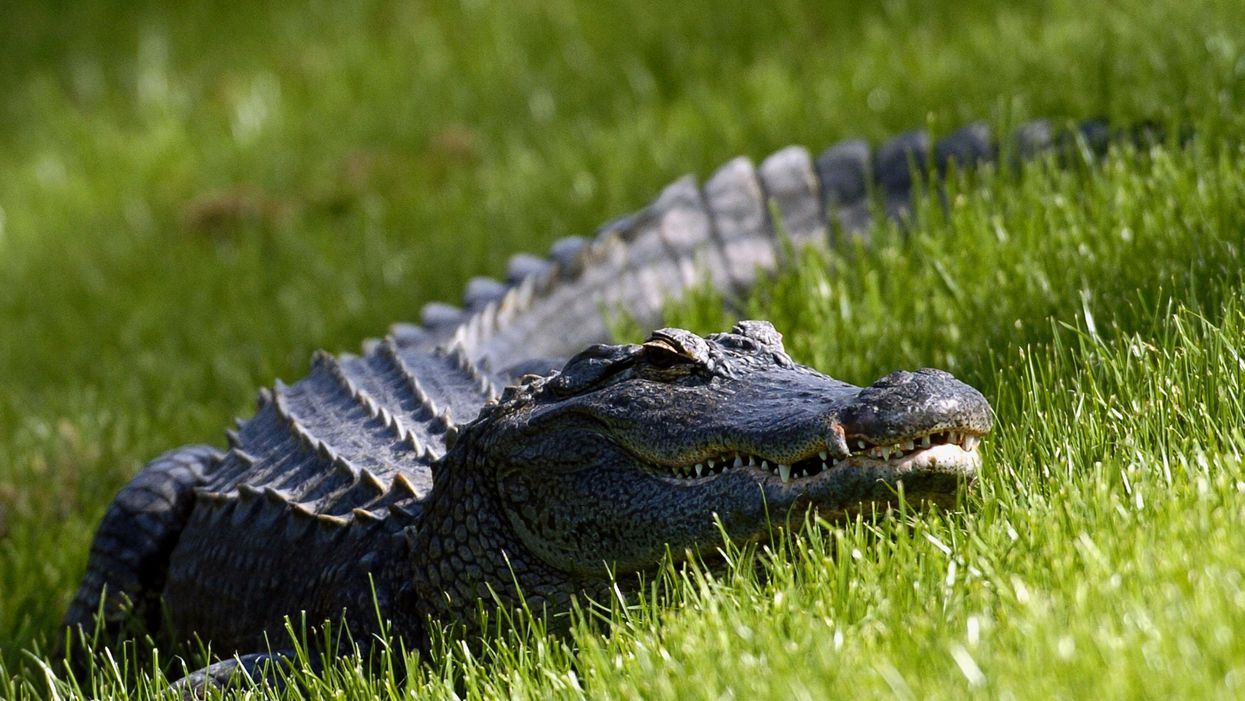 Florida man arrested after cops find him with drugs, guns, and alligator during traffic stop