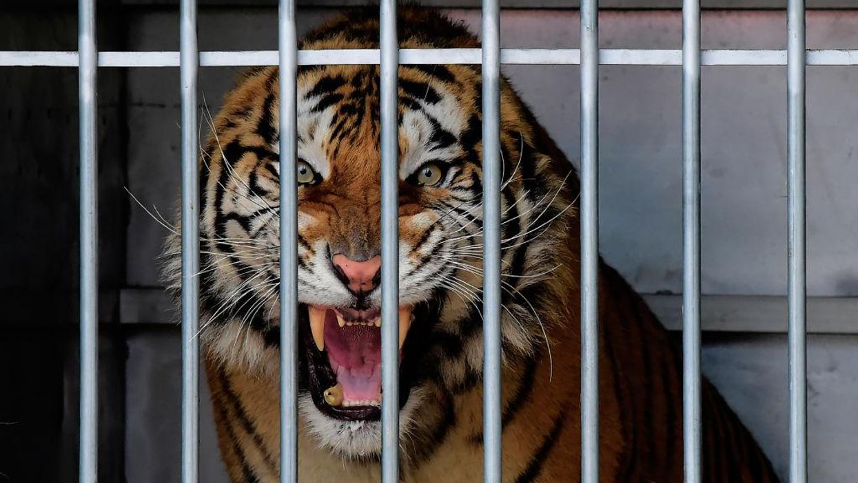 Florida man mauled by tiger at popular airboat attraction