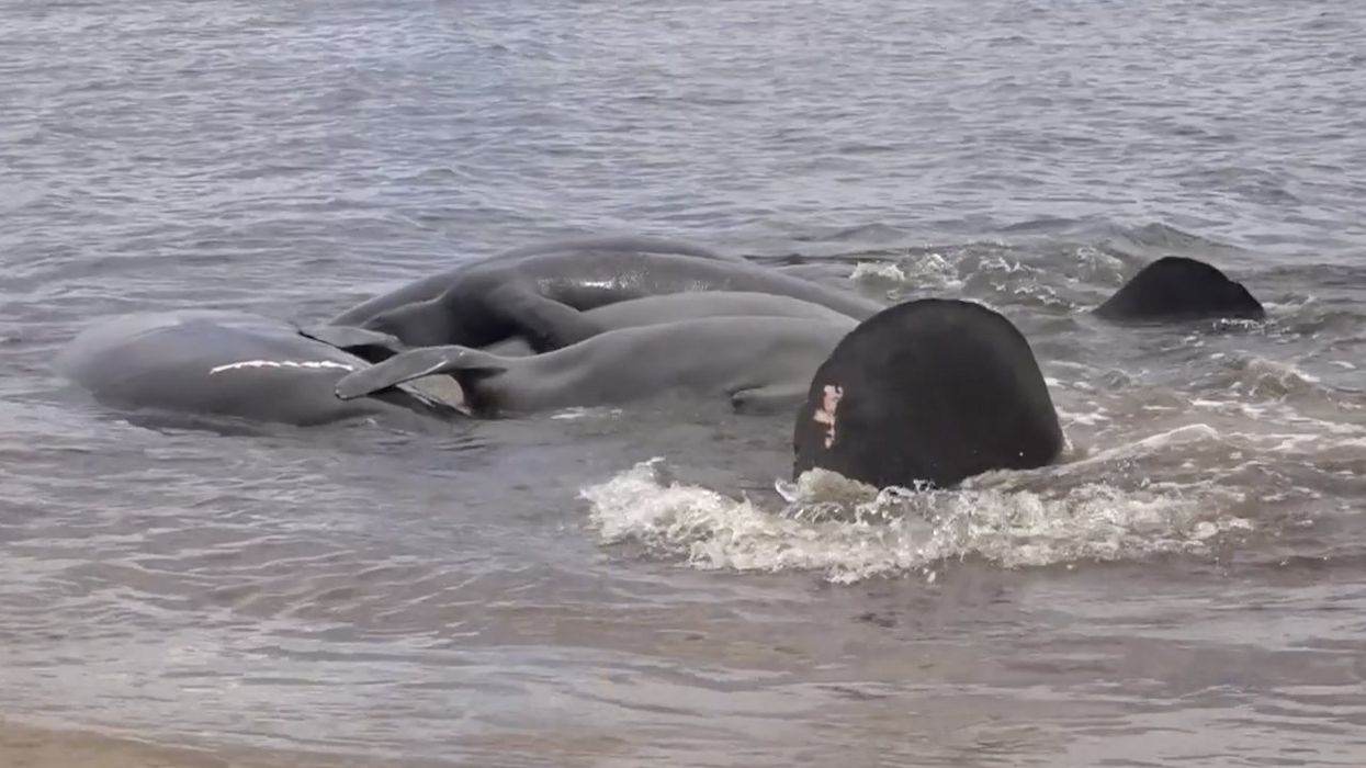 Florida sheriff's office issues hilarious heads-up to folks wanting to call 911 over ocean creatures 'in distress' near beach: 'They are more than fine'