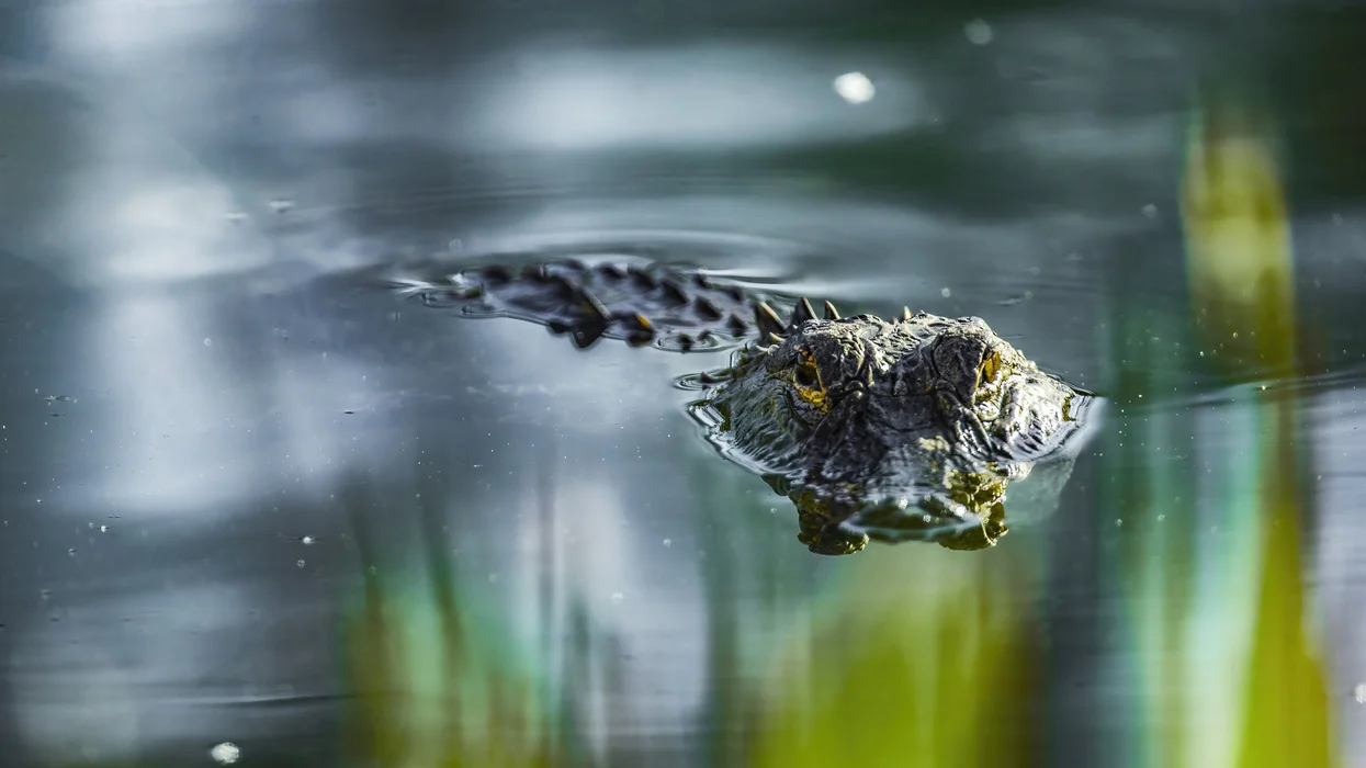 Florida woman mauled to death in 'thrashing' alligator attack during canoe trip as husband tried to fight off massive beast