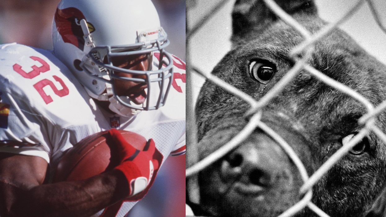Former NFL player arrested in massive dogfighting bust involving 190 pit bulls, DOJ says
