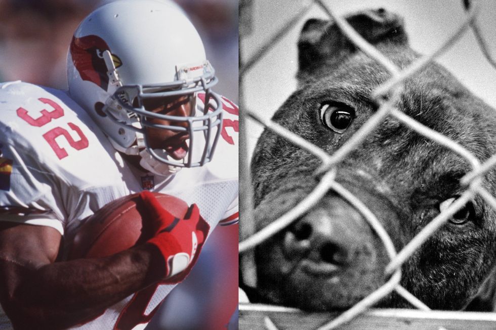 Former NFL player arrested in massive dogfighting bust involving 190 pit bulls, DOJ says