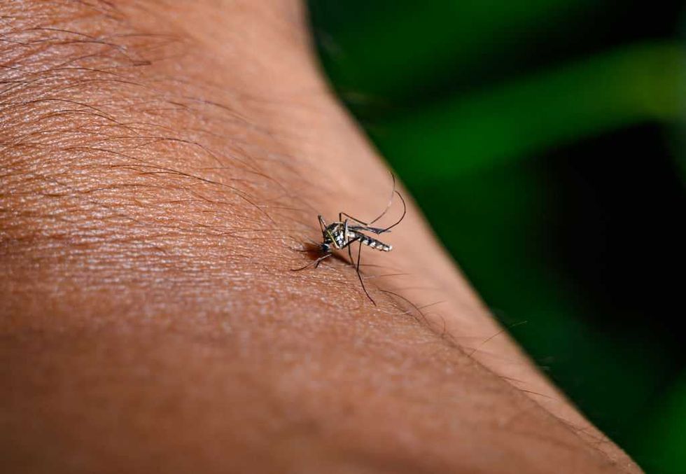 'Frankenscience!' Google plans to release millions of modified mosquitoes into these 3 states