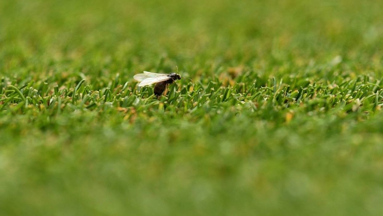 Giant swarm of flying ants shows up on weather radar