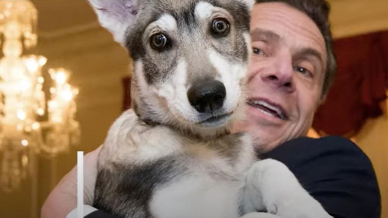 Gov. Andrew Cuomo reportedly ditches own dog at mansion after unceremonious departure