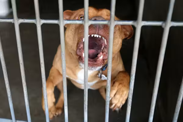 Grieving husband says he fought off dogs trying to drag away his wife after they mauled her