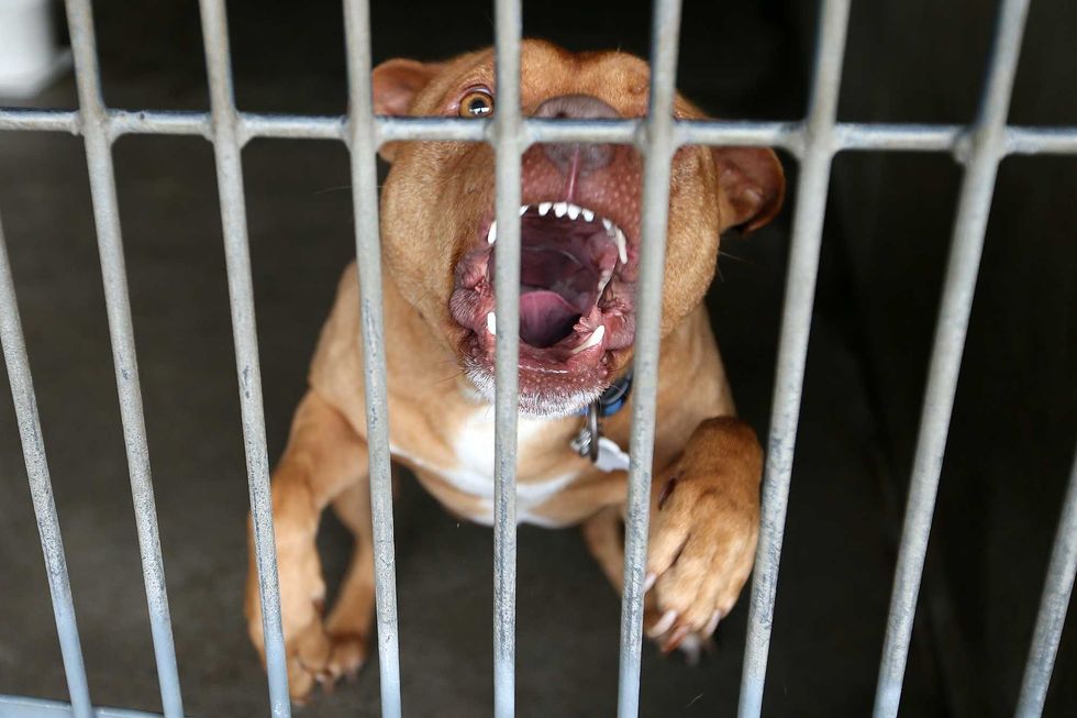 Grieving husband says he fought off dogs trying to drag away his wife after they mauled her