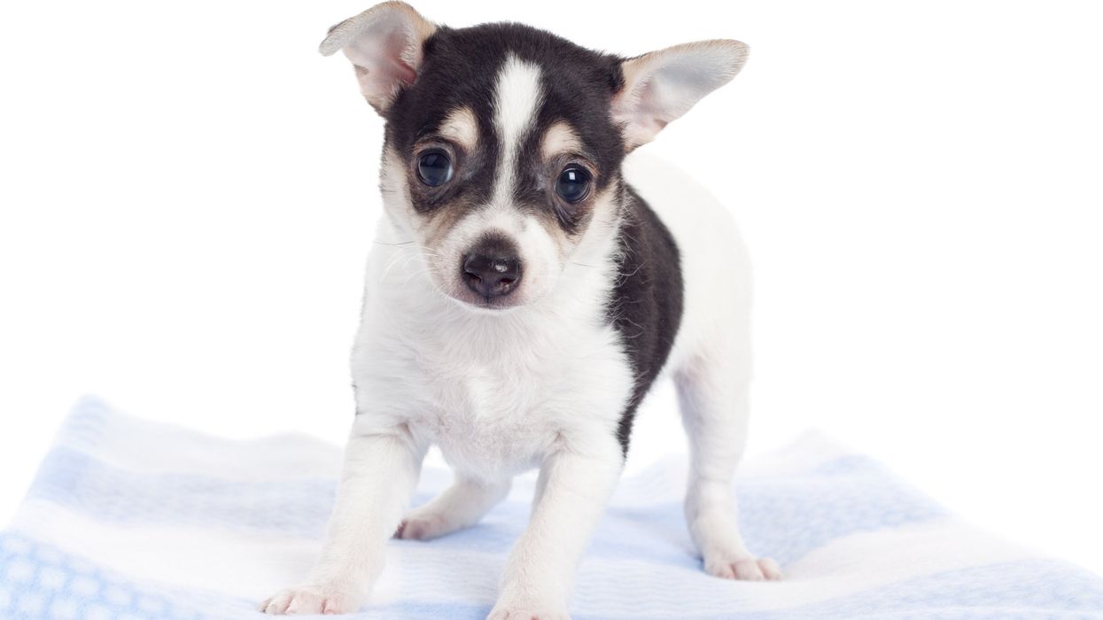 Heartbreaking video shows 'soulless' driver dumping malnourished dog near desert. Owners face charges — and pup finds love.