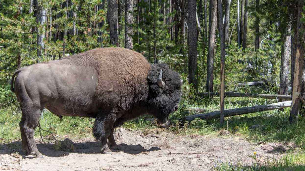 Hero grandpa ferociously attacked by bison in viral video reveals the split-second decision that 'saved grandson's life'