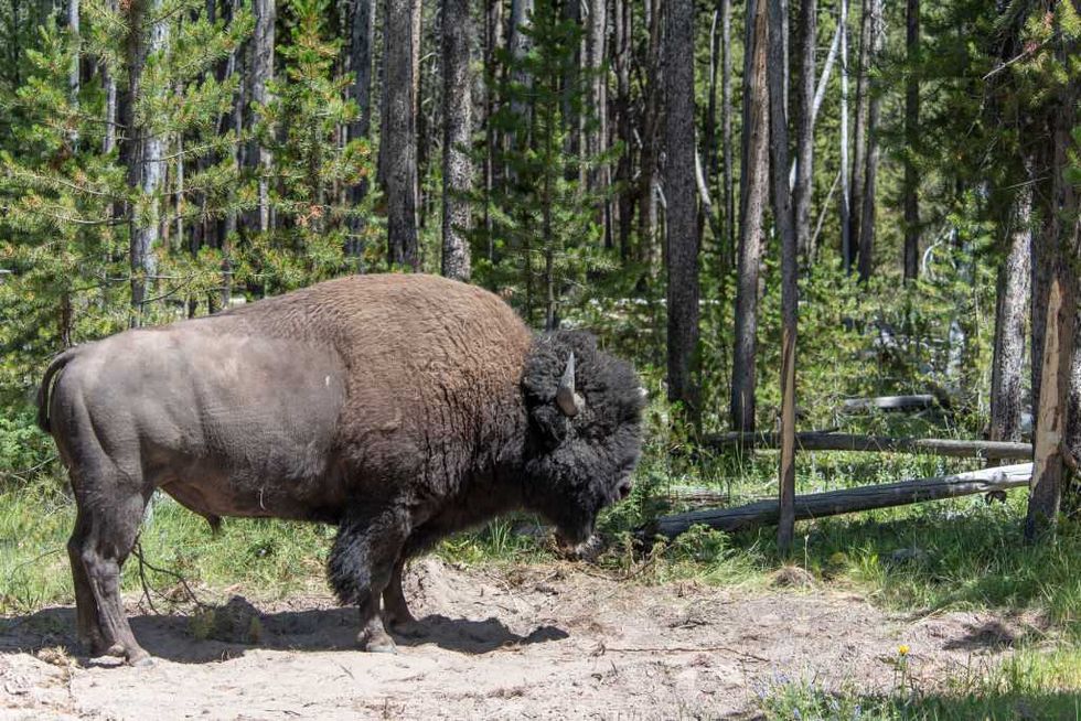 Hero grandpa ferociously attacked by bison in viral video reveals the split-second decision that 'saved grandson's life'