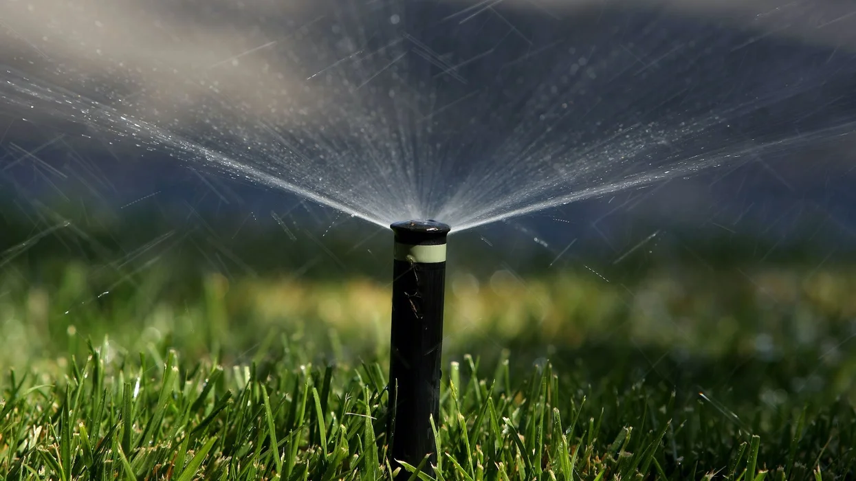 HOA complaint about brown grass led to Florida woman being arrested and jailed for 7 days