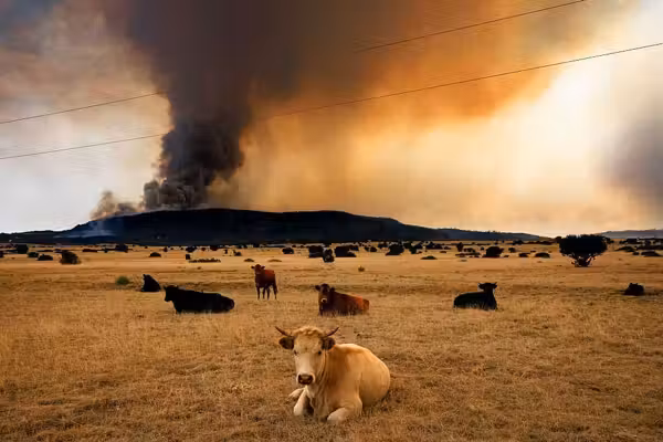 Holy cow, the climate crowd is full of bull